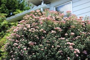 Spiraea japonica 'Bullata'