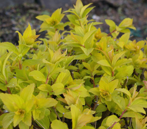 Spiraea japonica 'Goldmound'