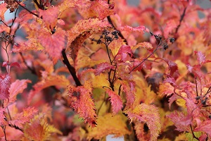 Spiraea japonica var. fortunei