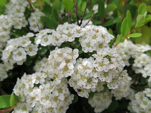 Spiraea nipponica 'Snowmound'