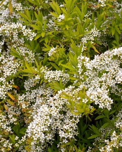 Spiraea thunbergii 'Ogon'