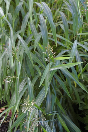 Spodiopogon sibericus