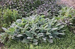 Stachys 'Countess Helen von Stein Zeppelin'