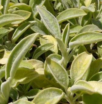 Stachys 'Primrose Heron'