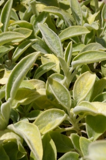 Stachys byzantina 'Primrose Heron'