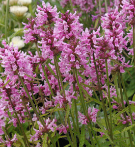 Stachys densiflora