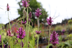 Stachys discolor