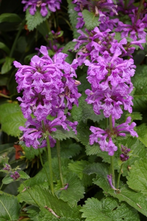 Stachys macrantha 'Superba'