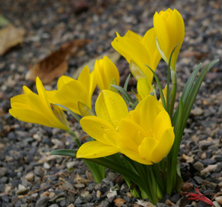 Sternbergia lutea