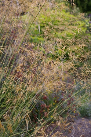 Stipa gigantea