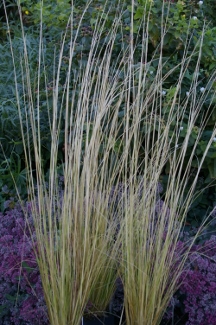 Stipa lessingiana 'Capriccio'