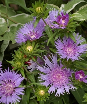 Stokesia laevis 'Klaus Jelitto'