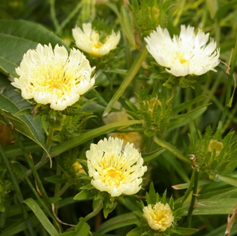 Stokesia laevis 'Mary Gregory'