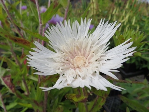 Stokesia laevis 'Silver Moon'