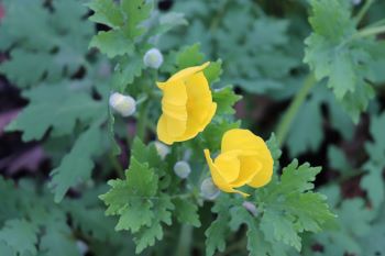 Stylophorum diphyllum