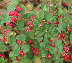 Symphoricarpos orbiculatus