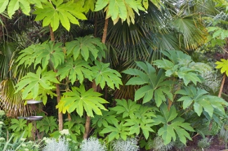 Tetrapanax papyrifer