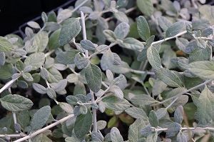 Teucrium fruticans