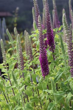 Teucrium hircanicum