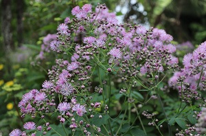 Thalictrum aquilegifolium