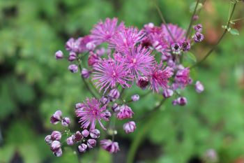 Thalictrum aquilegifolium 'Purpureum'