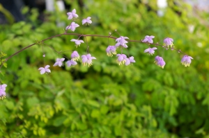 Thalictrum delavayi