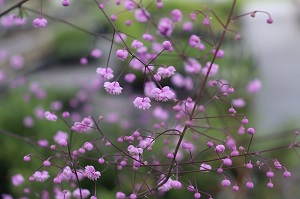 Thalictrum delavayi 'Hewitt's Double'