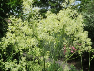 Thalictrum lucidum