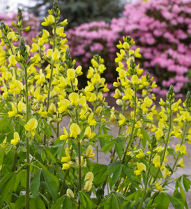 Thermopsis lanceolata