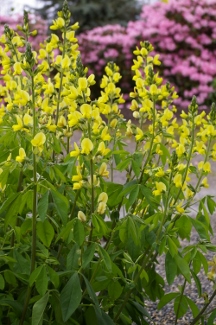 Thermopsis montana