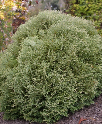 Thuja occidentalis 'Hetz Midget'