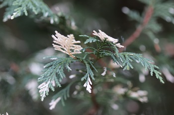 Thuja occidentalis 'Sherwood Frost'