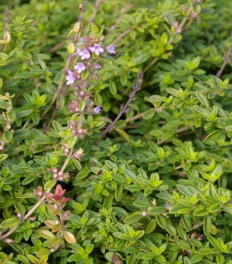 Thymus 'Gold Transparent'