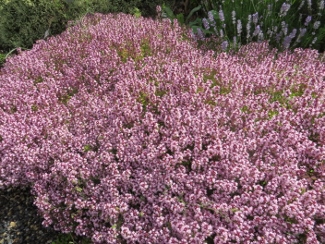 Thymus 'Pink Ripple'