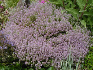 Thymus 'Silver Posie'