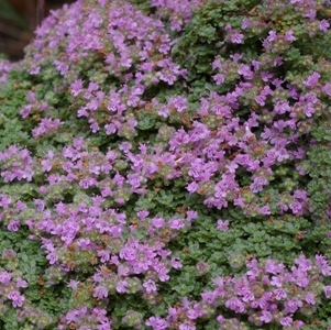 Thymus polytrichus 'Minus'