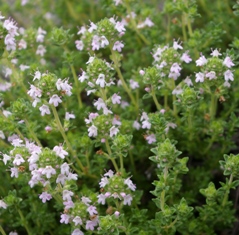 Thymus serpyllum 'Pink Chintz'