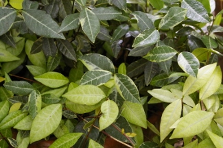 Trachelospermum jasminoides 'Variegatum'