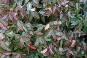 Trachelospermum jasminoides 'Wilsonii'