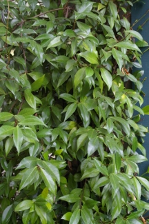 Trachelospermum jasminoides