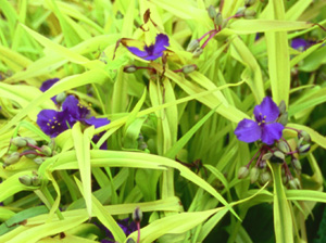 Tradescantia 'Blue & Gold'