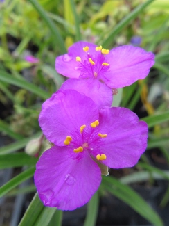 Tradescantia 'Red Cloud'