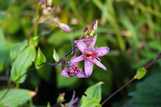 Tricyrtis 'Blu-Shing Toad'