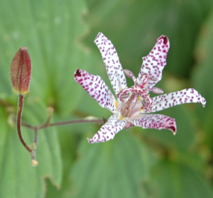 Tricyrtis 'Empress'