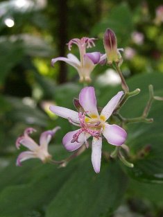 Tricyrtis 'Togen'