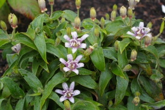 Tricyrtis hirta 'Miyazaki'