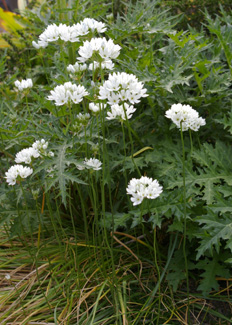 Triteleia hyacynthina