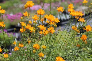 Trollius chinensis 'Goldkonigin'