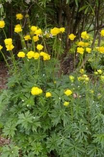 Trollius europaeus 'Superbus'