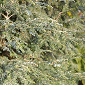 Tsuga canadensis 'Geneva'